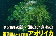 【連載】新・海のいきもの 第９回〜アオリイカ