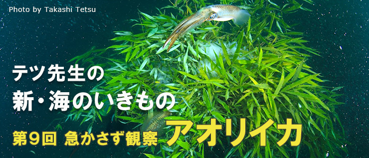 連載/新・海のいきもの第9回