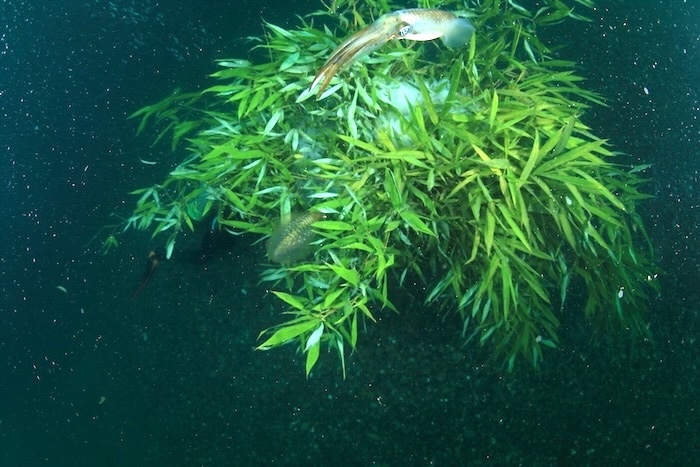アオリイカ 英名:Bigfin(reef)squid 撮影地:三保真崎 水深:12m 胴長40cm
