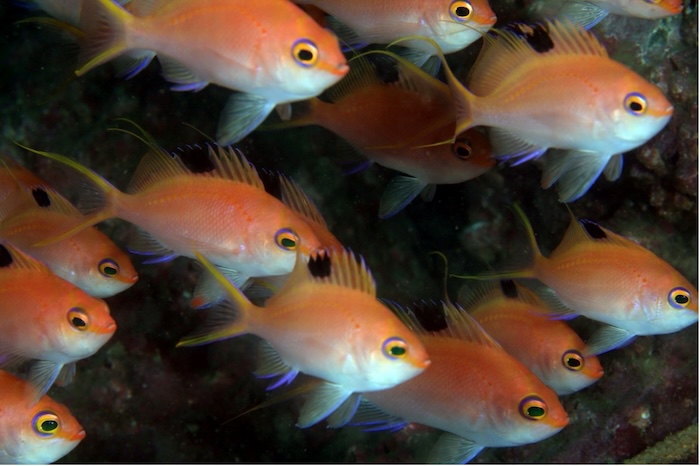 サクラダイのメス　学名：Sacura margaritacea 撮影地：三保真崎　水深20ｍ　体長12cm