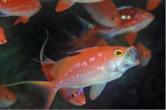 性転換中のサクラダイ（通称：オナベ）　撮影地：三保真崎　水深18ｍ　体長12cm