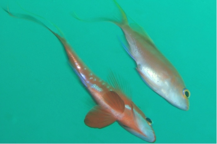 ペアリングしたサクラダイの雌雄　撮影地：三保真崎　水深20ｍ　体長15cm、12cm