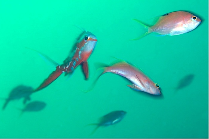 どのメスにするか迷っているオスのサクラダイ　撮影地：三保真崎　　水深20ｍ　体長15cm、12㎝