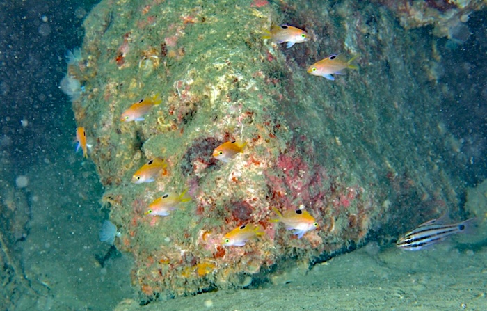 サクラダイの幼魚　撮影地：三保真崎　体長2㎝　水深23ｍ