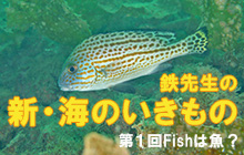 新連載／新・海のいきもの〜Fishは魚？