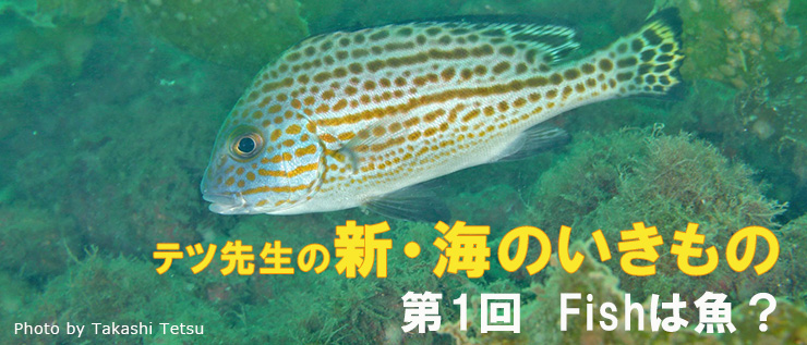 テツ先生の新・海のいきもの