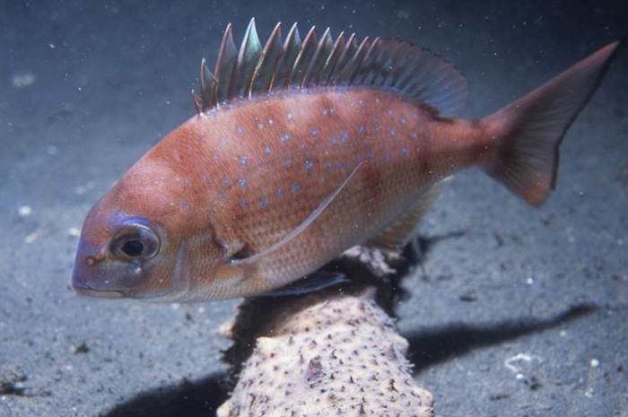 マダイ（英名：Japanese red seabream）水深20m　体長20cm（ナイトダイビングで撮影） 魚は真横から見ると尾の向きが縦。図鑑では基本的に頭が左で尾を右にした状態の写真が採用されます