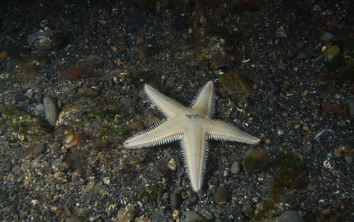 写真１／ニセモミジガイ（英名：Sand sifting starfish）　水深7m 体長15cm　名前に「ニセ」とあるように、本家「モミジガイ」が存在します。ヒトデなのに「◯◯ガイ」って紛らわしいなぁ〜と思った方もいるでしょう。この近縁には「トゲモミジガイ」という最強のヒトデがいます。な、な、何と！フグと同じTTX（テトロドトキシン）を持っている種がいます。この３種は同じ英名で表記されているので、英名での種別は混同します。