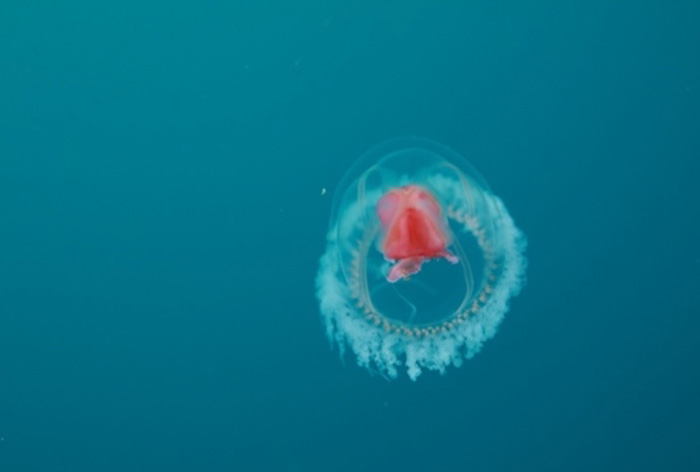 写真２／ベニクラゲモドキ（学名：Oceania armata Kolliker）水深20m 体長1cm　名前に「モドキ」とあるように、本家「ベニクラゲ」が存在しています。本家は、何と！不老不死のクラゲとして一躍有名ですが、モドキのほうは残念ながら、最近の研究で「不老不死」ではないことが発表されました。