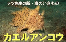 新・海のいきもの13 カエルアンコウ