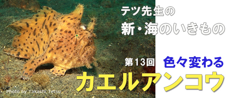 新・海のいきもの