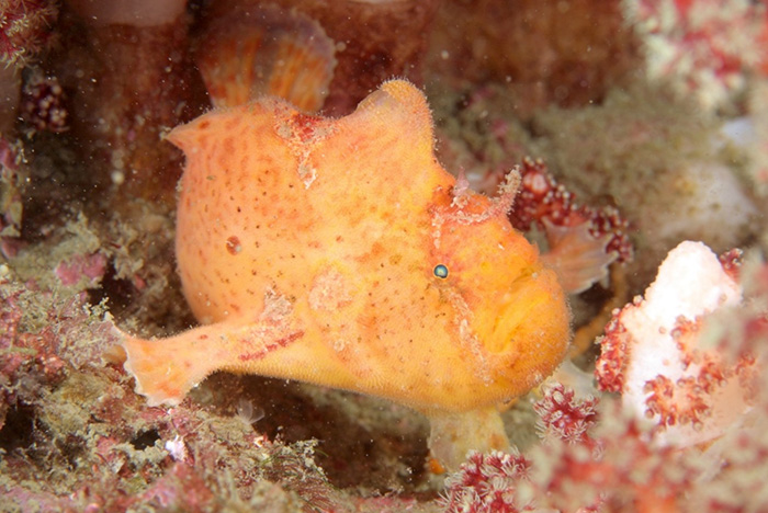 ベニカエルアンコウ 英名:Frogfish 撮影地:三保真崎 水深:18m 体長:3cm