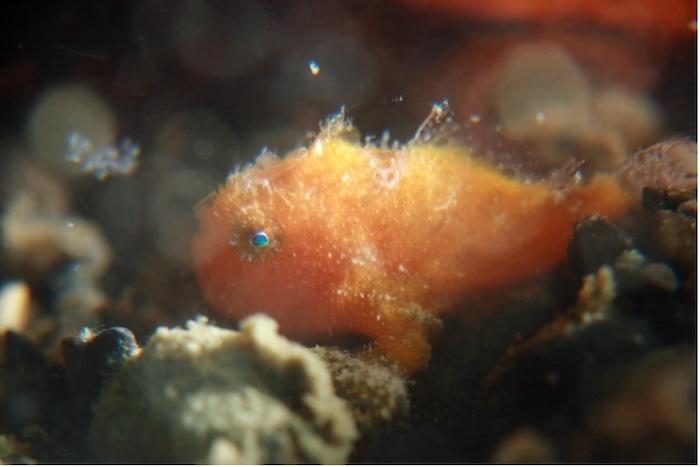 カエルアンコウの幼魚 撮影地:三保真崎 水深:12m 体長1cm