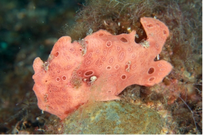 オオモンカエルアンコウ 撮影地:三保真崎 水深:15m 体長:12cm