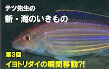 連載／新・海のいきもの3〜イトヨリダイ