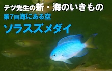 連載／新・海のいきもの7〜ソラスズメダイ