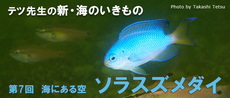 新・海のいきもの