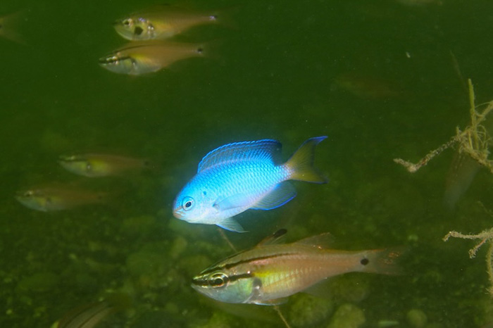 ソラスズメダイ　英名：Neon damselfish　撮影地：三保真崎　水深12m 体長６cm 