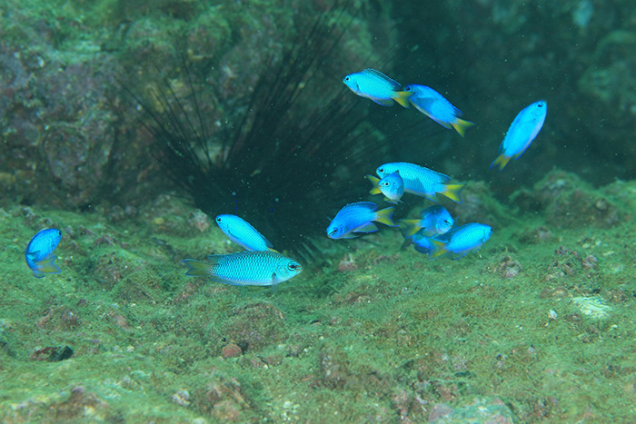 美しいソラスズメダイの群れで「ダイバー予備軍一丁あがり！」　撮影地：三保真崎　水深６m  体長４cm 