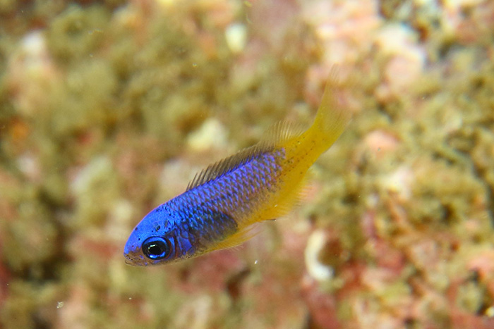 腹から尾ビレが黄色いソラスズメダイの幼魚　撮影地：三保真崎　水深12m 体長1.5cm