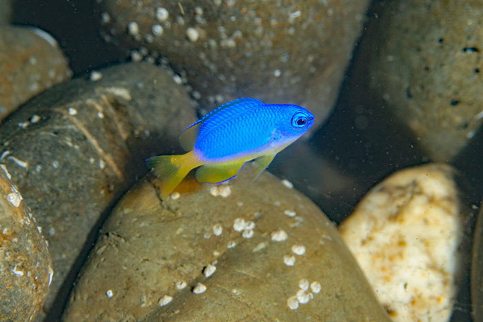 腹部から尾部が黄色い加入型のソラスズメダイ　撮影地：三保真崎　水深12m 体長5cm