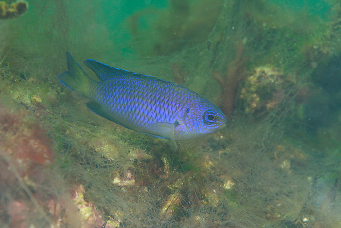 成長して底にいる個体は紫っぽく見える　撮影地：三保真崎　水深12m 体長８cm 