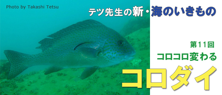 テツ先生の新・海のいきもの