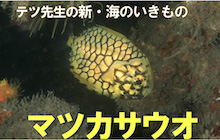 連載／新・海のいきもの12 マツカサウオ