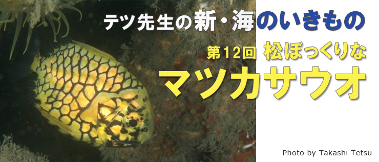 新・海のいきもの