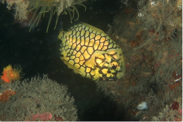 マツカサウオ 英名:Pineapple fish 撮影地:三保真崎 水深:21m 体長10cm Photo by Takashi Tetsu
