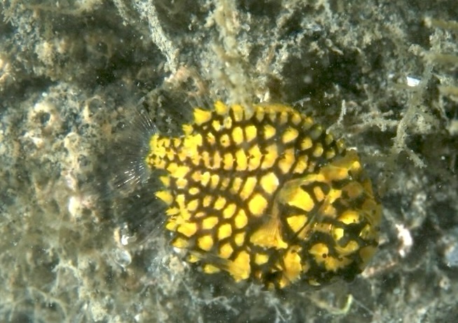 英名のPinecone(松ぼっくり)に似たマツカサウオの幼魚 撮影地:三保真崎 水深:18m 体長:3cm Photo by Tetsu Takashi