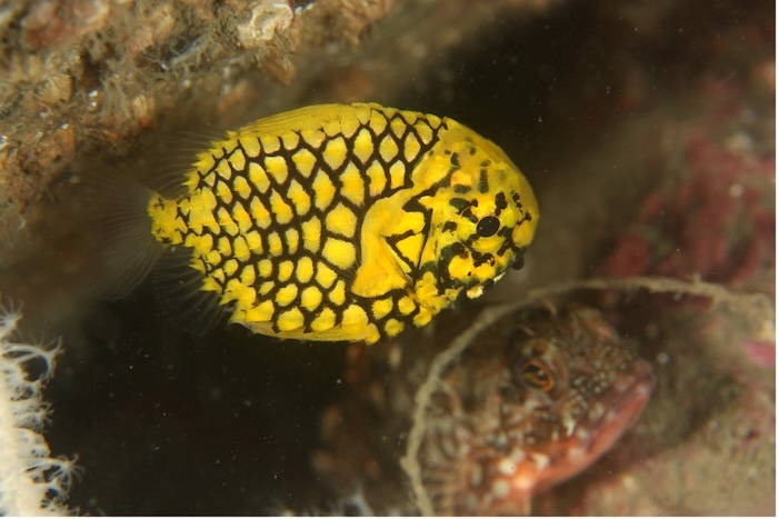 幼魚から倍くらいサイズアップした状態 撮影地:三保真崎 水深:20m 体長:5cm Photo by Tetsu Takashi