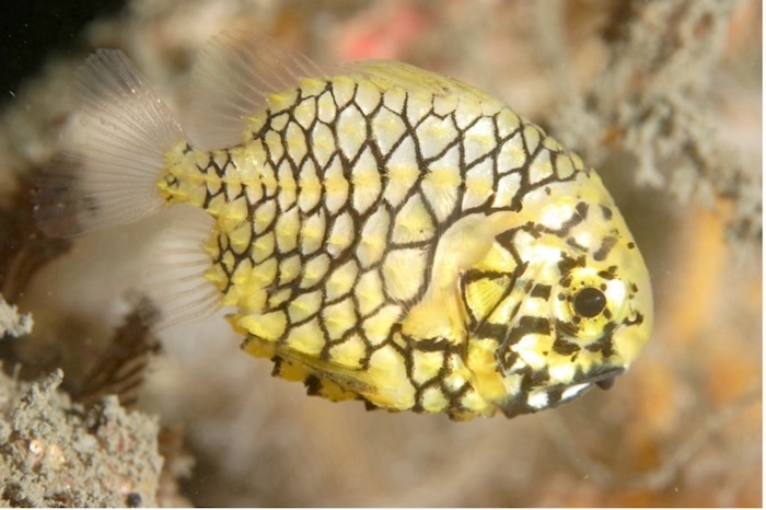 ほぼ成魚のサイズになったマツカサウオ 撮影地:三保真崎 水深:20m 体長:10cm Photo by Tetsu Takashi