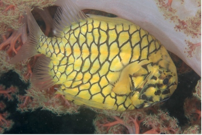 マツカサウオの成魚 撮影地:三保真崎 体長15㎝ 水深18m Photo by Tetsu Takashi