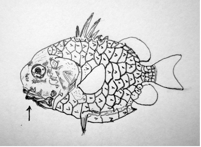 マツカサウオ幼魚〜成魚の間のイラスト 前後の画像と同等の大きさ Illustration by Takashi Tetsu