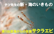 連載／新・海のいきもの５〜サクラエビ