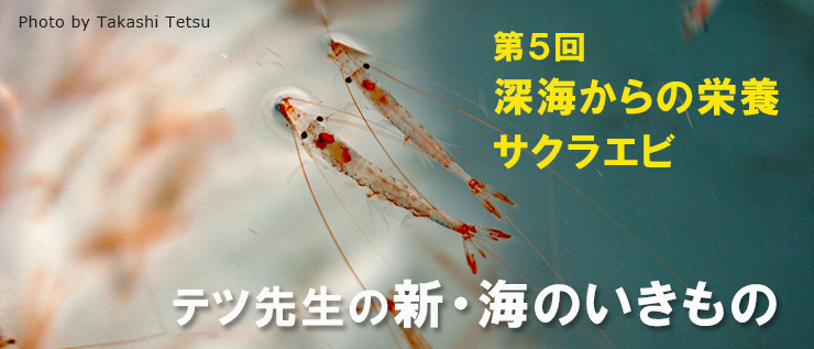 新・海のいきもの