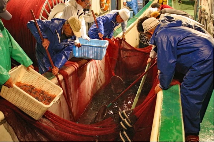 サクラエビの揚収（ようしゅう）。左の籠の中で黒く見えるのがハダカイワシ　撮影地：清水区由比　撮影協力：朝日丸