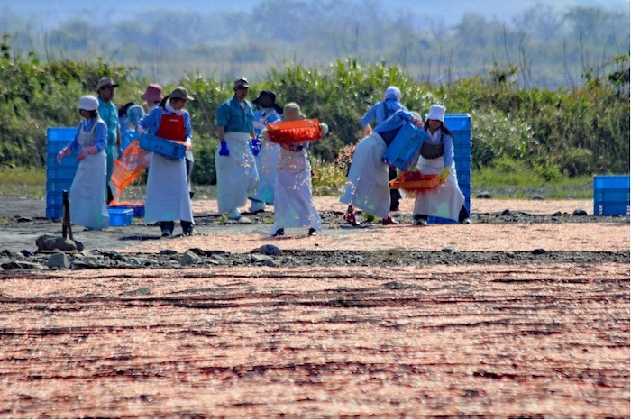 籠でヒゲ（触覚）を取り除いて網の上に均等に広げる作業　撮影地：富士川河川敷