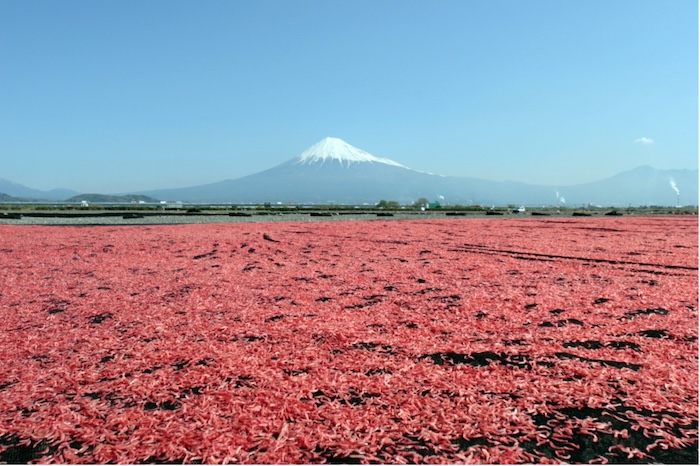 サクラエビが干し上がるまで広げられるピンクのじゅうたん　撮影地：富士川河川敷
