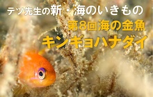 連載・新いきもの８「キンギョハナダイ」