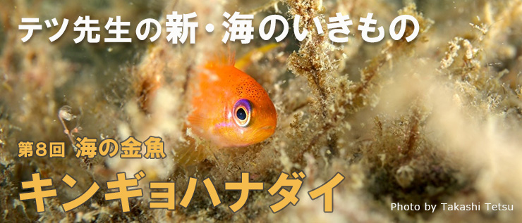 新・海のいきもの