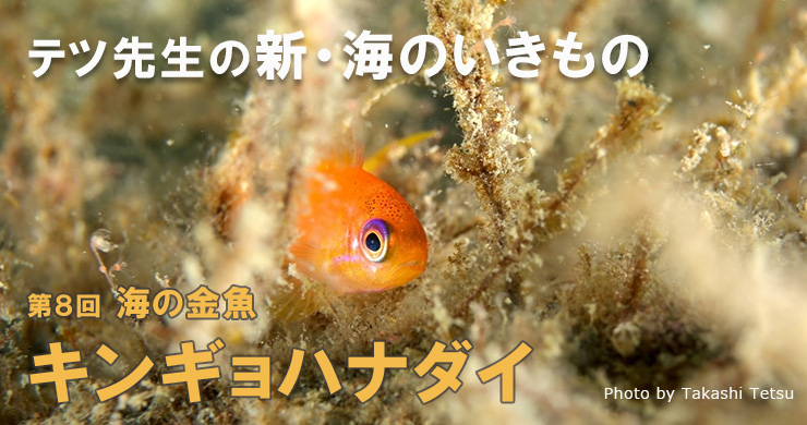 連載／新・海のいきもの〜第8回海の金魚キンギョハナダイ｜海の生き物