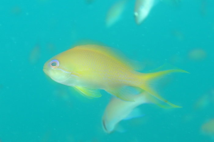 キンギョハナダイのメス　英名：Sea Goldie　撮影地：三保真崎　水深６m 体長10cm　Photo by Takashi Tetsu