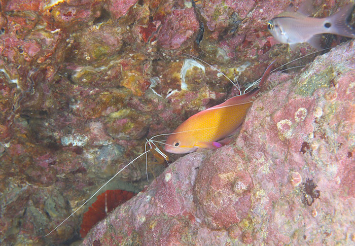 アカシマシラヒゲエビにクリーニングしてもらっているオスの個体　撮影地：三保真崎　水深22m 体長12cm　 Photo by Takashi Tetsu