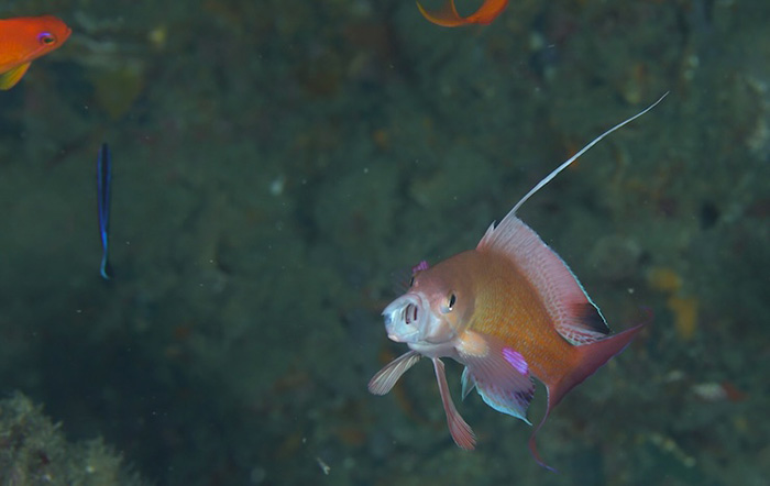 口を開けるオス。エラを洗ったり、少しストレスを感じた時にこのような行動をします（あくびじゃないのヨォ）　撮影地：三保真崎　水深８m 体長12cm Photo by Takashi Tetsu