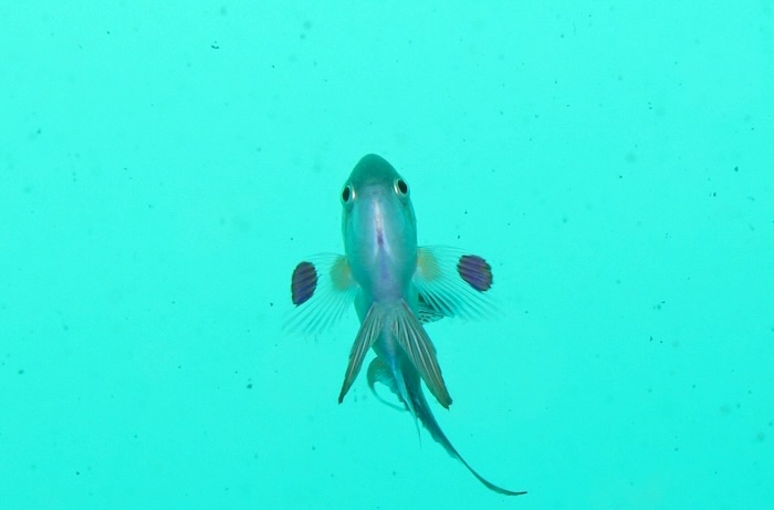 胸ビレを広げるオス　撮影地：三保真崎　水深６m 体長15cm Photo by Takashi Tetsu