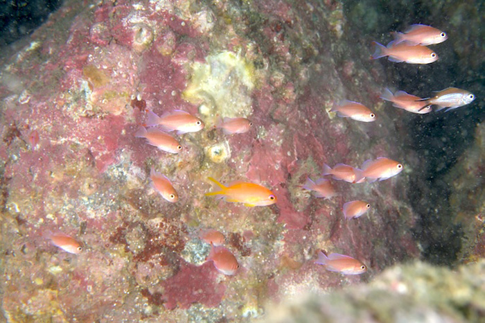 幼魚の群れのセンターにいるのはキンギョハナダイ　撮影地：三保真崎　水深21ｍ　体長３cm  Photo by Takashi Tetsu