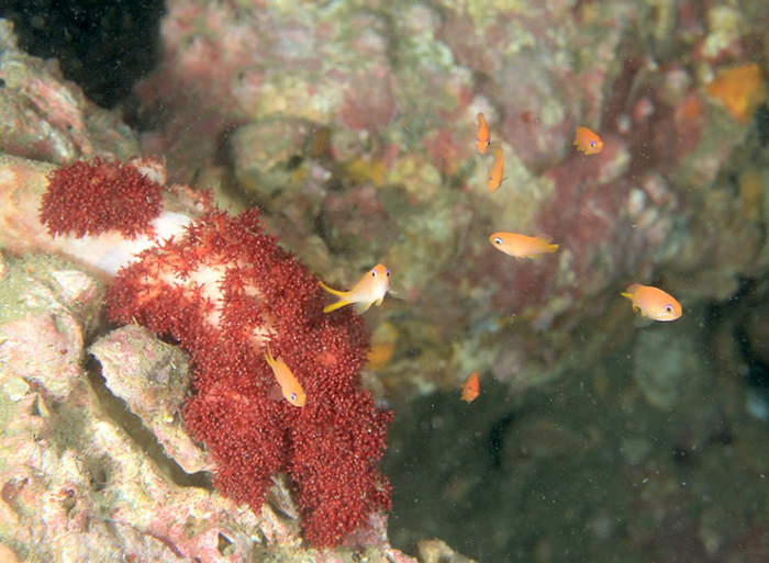 元気のないトゲトサカに群れる幼魚　撮影地：三保真崎　水深12ｍ　体長２㎝ Photo by Takashi Tetsu