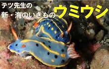 連載／新・海のいきもの10〜ウミウシ
